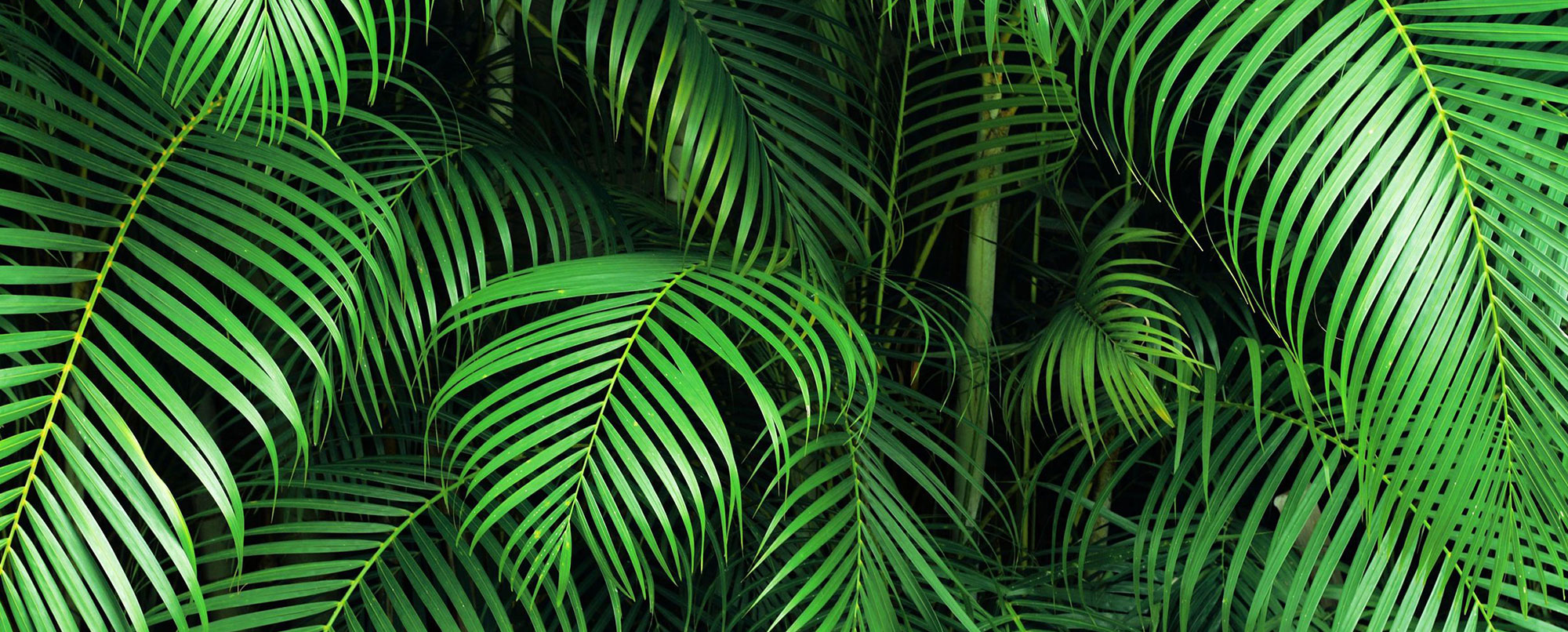 Листья пальмы фон